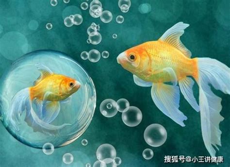 那種魚最好養|【那種魚最好養】哪「養」魚最輕鬆？12 種養不死的觀賞魚，新。